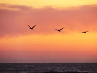 Endangered California Brown Pelicans