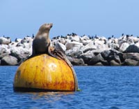 Sea lion in Monterey
