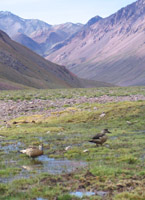 Wild ducks at Casa de Piedra