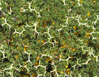 The dominant alpine groundcover, life stage 1