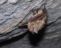 Lone Myotis velifer