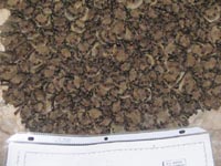 Taking measurements to calibrate packing rates of Myotis velifer