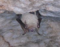 Eastern Pipistrelle (Pipistrellus subflavus)