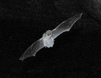 Flying Myotis velifer