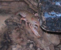 Cave crayfish