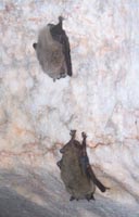 Corynorhinus (top) and Myotis (bottom)