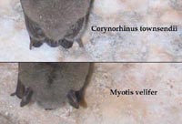 Comparison of Townsend's big-eared (Corynorhinus townsendii) with ears tucked down and Myotis velifer