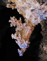Cave coral on a stalactite in Green's Cathedral