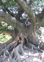 Banyan trees in a park near Recoleta Cemetery