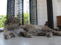 Feral cats at Recoleta Cemetery