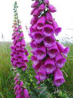 Wild foxglove