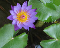 Lotus blossom