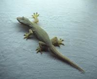A gecko clings to the ceiling