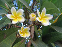 Plumeria, the national flower of Laos
