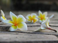 Plumeria blossoms