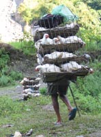 Porter carrying chickens