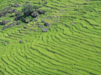 Terraced rice fields