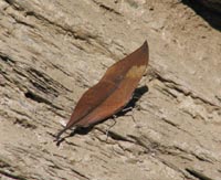 Same butterfly, wings closed