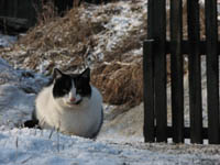 Cat in the village of Sklene