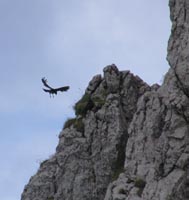 Crow on Mt. Pilatus