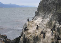 Rock cormorant colony on Island 'H'