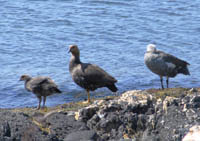 Family of upland geese