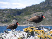 Oystercatchers