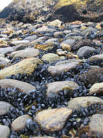 Mussels at low tide