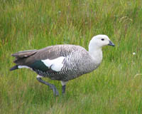 Upland goose