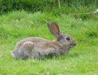 Wild hare in Tierra del Fuego National Park