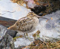 South American snipe
