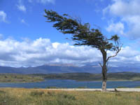 Flag tree near Harberton