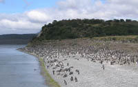 Colony of Magellanic penguins