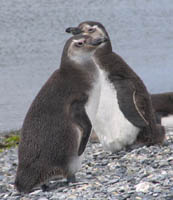 Juvenile Magellanic penguins
