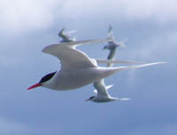 South American terns